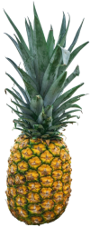 pineapple-1916996_640 (1)